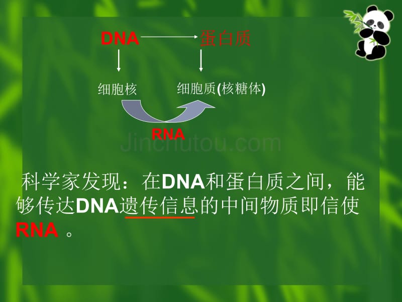 [基础医学]基因的表达_第4页