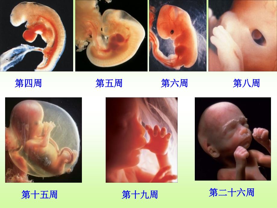 苏教版科学五年级下册《我是怎样出生的》课件_第4页