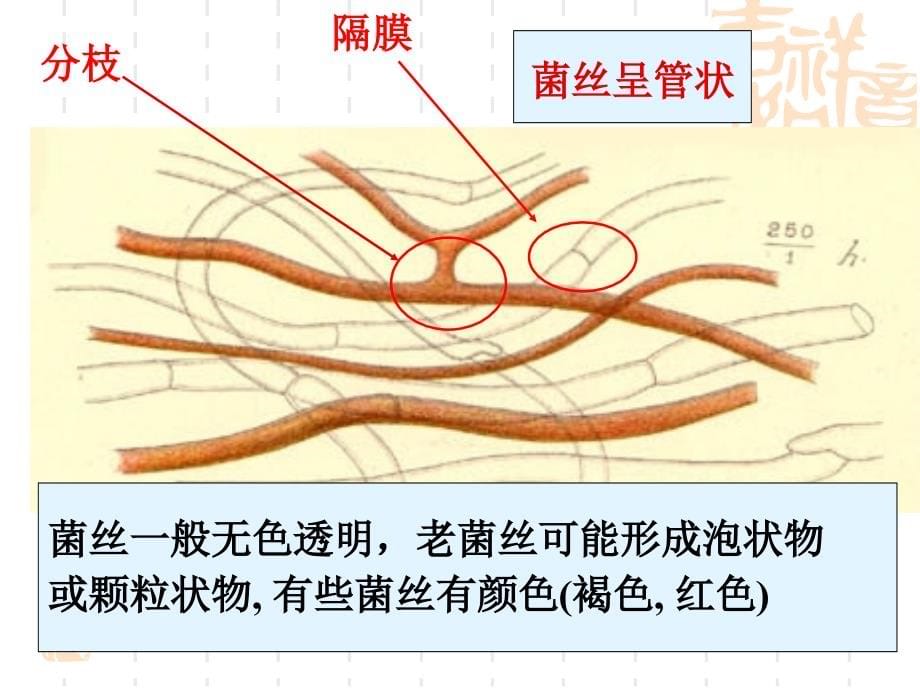 [农林牧渔]第二节+植物病害的病原物_第5页