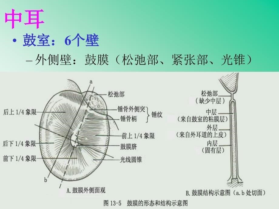 解剖-前庭蜗器_第5页