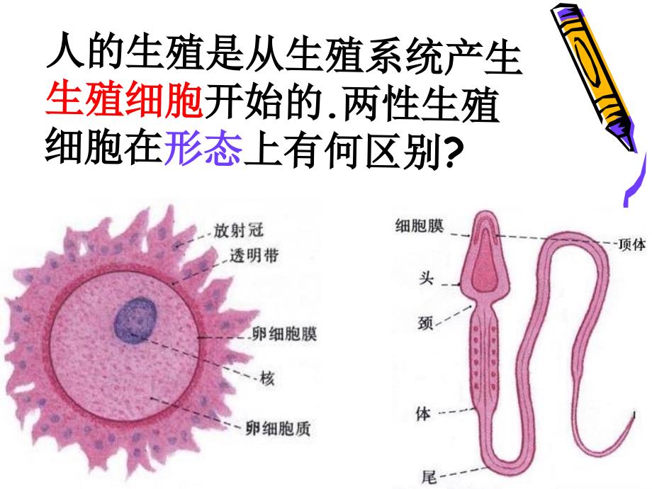 [初二理化生]八年级生物上册 婴儿的诞生_第2页