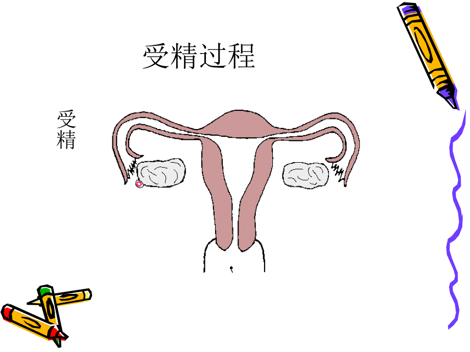 [初二理化生]八年级生物上册 婴儿的诞生_第4页