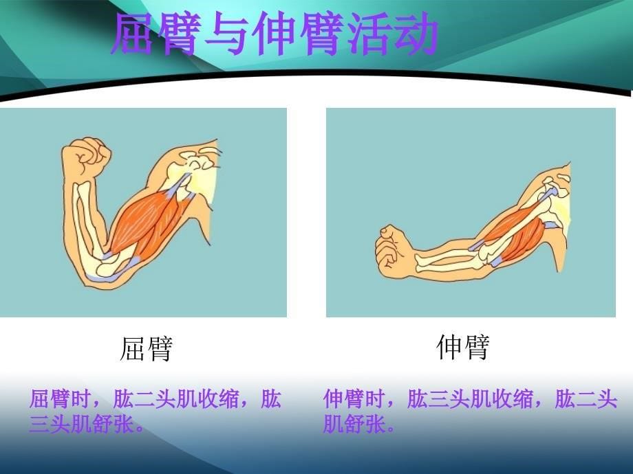 肌肉教学课件_第5页