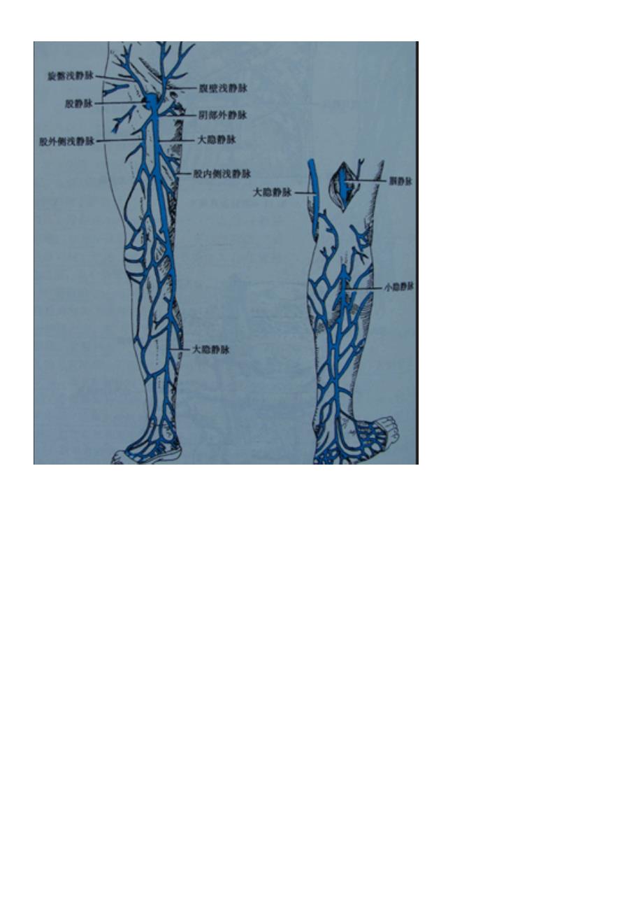 外周静脉的超声检测方法_第4页