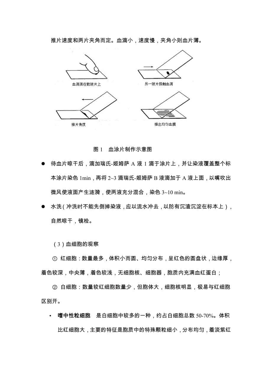 血型鉴定及血细胞标本制备与观察_第5页