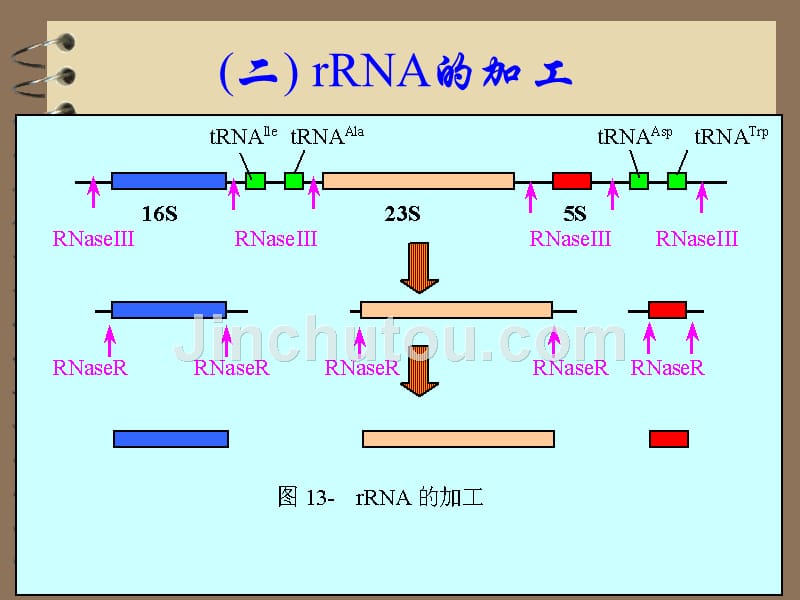 转录后加工(2)_第5页