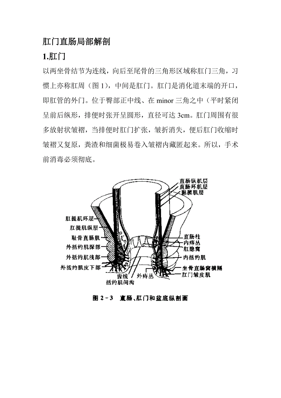 肛门直肠局部解剖_第1页