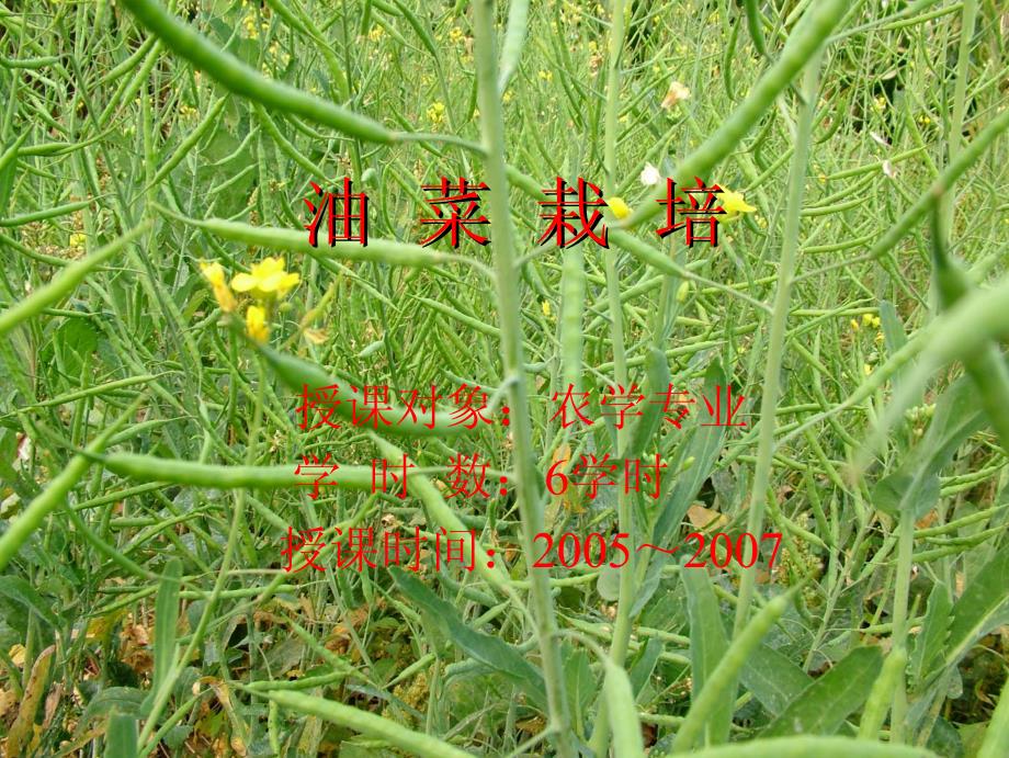 [农林牧渔]油菜栽培技术_第1页