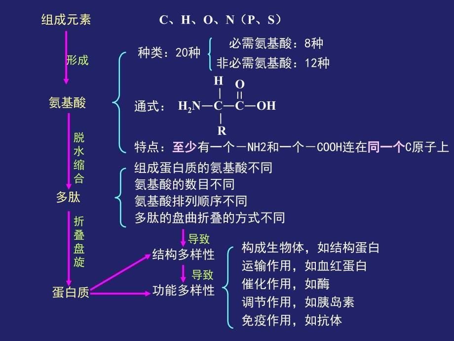 高一生物期末复习课件_第5页