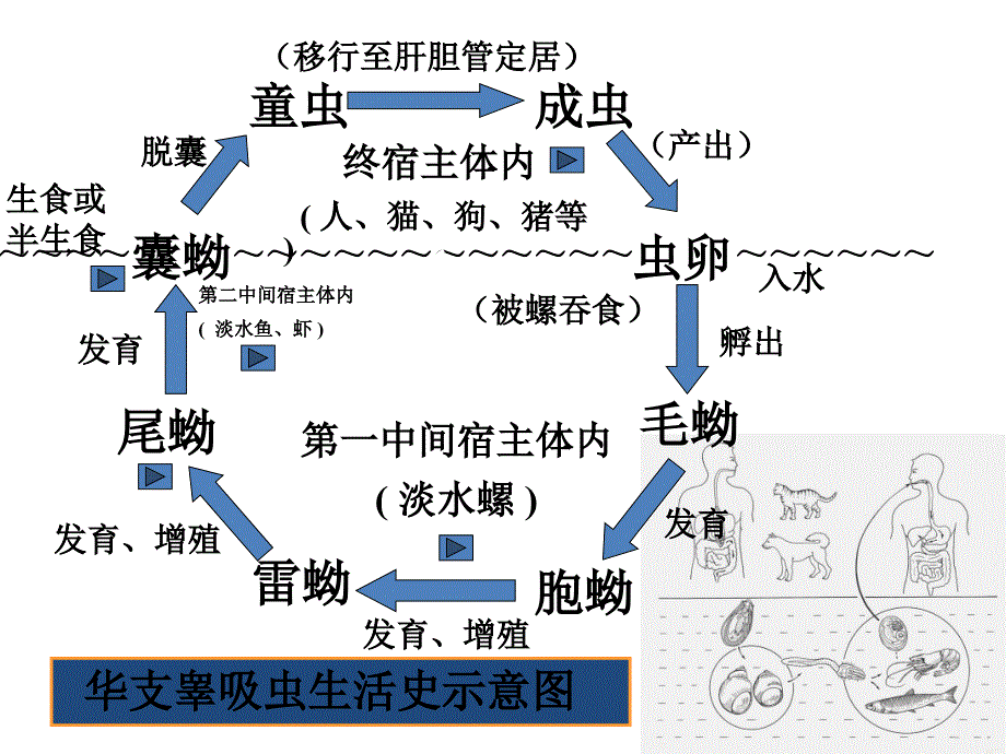 淡水鱼中的人体寄生虫及其检疫_第4页