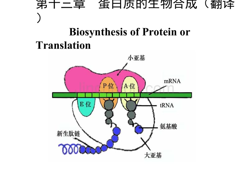 生物化学_蛋白质的生物合成_第1页