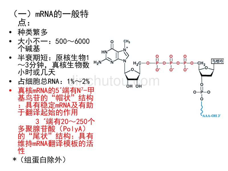 生物化学_蛋白质的生物合成_第5页