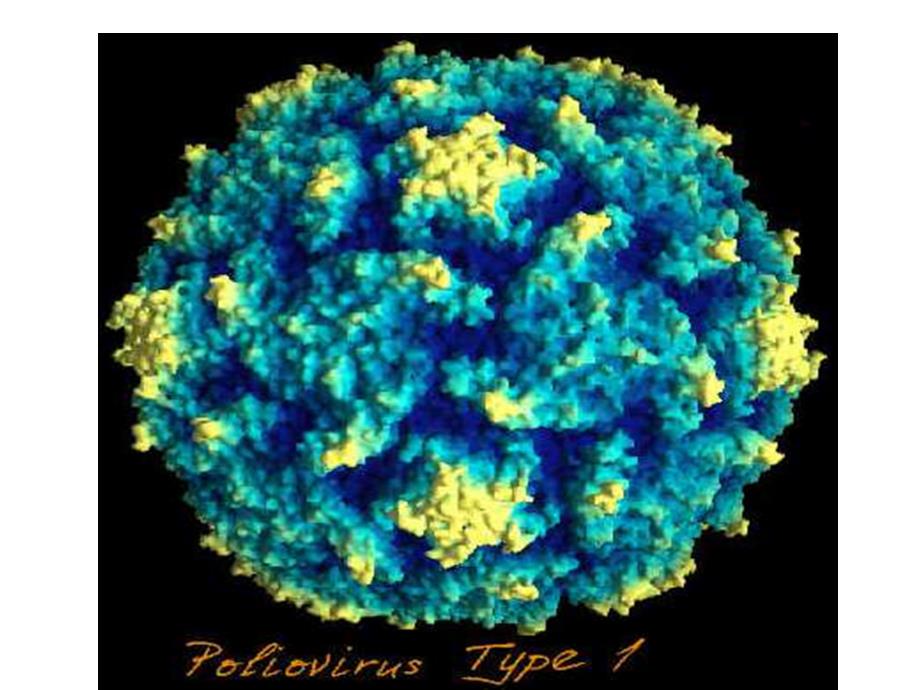 肠道病毒感染病例标本的处理、细胞接种和观察_第4页
