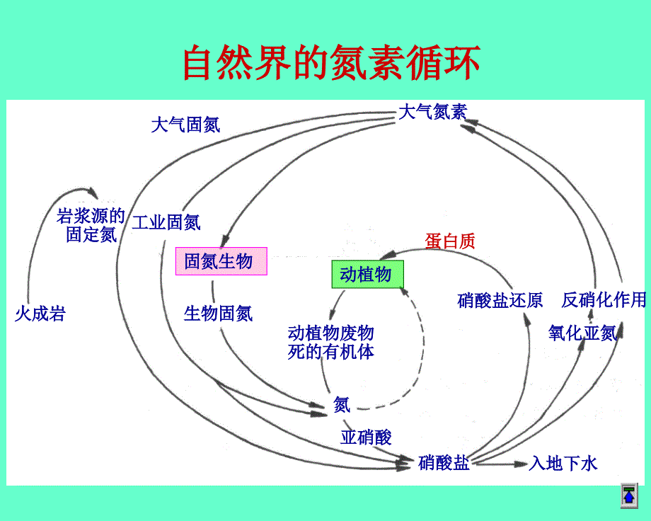 氨基酸生物合成_第3页