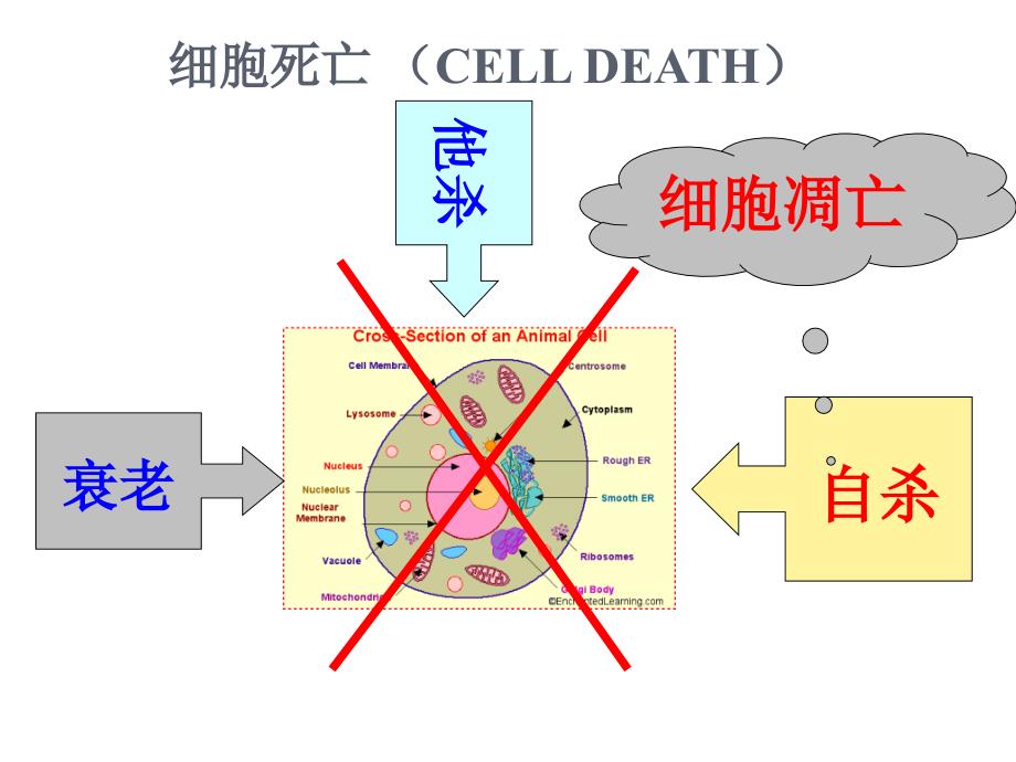 细胞的分化、衰老和凋亡_第3页