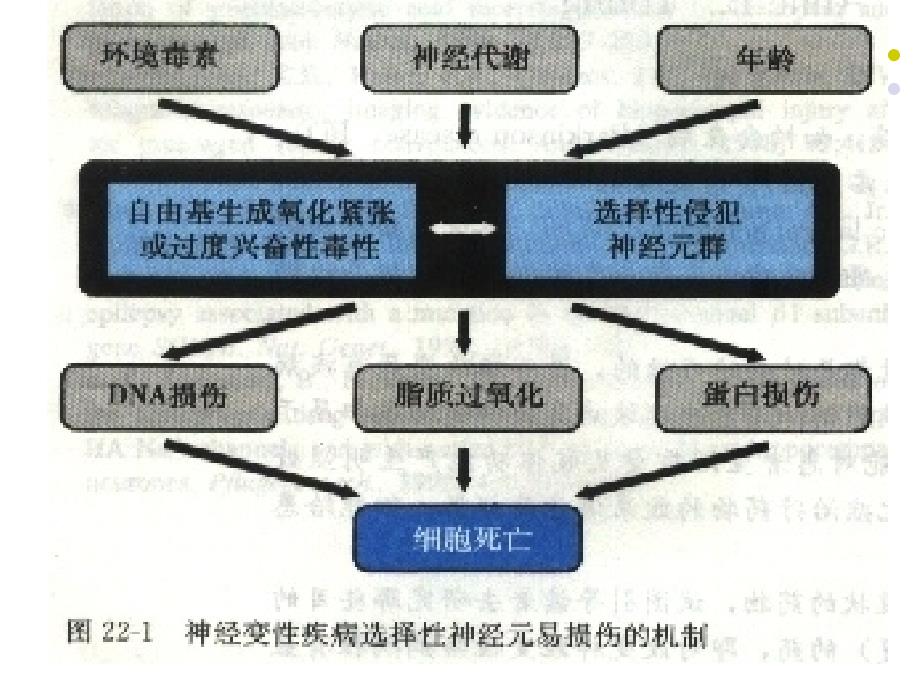 [医学]第17章  抗帕金森病药与治疗阿尔茨海默病药_第4页