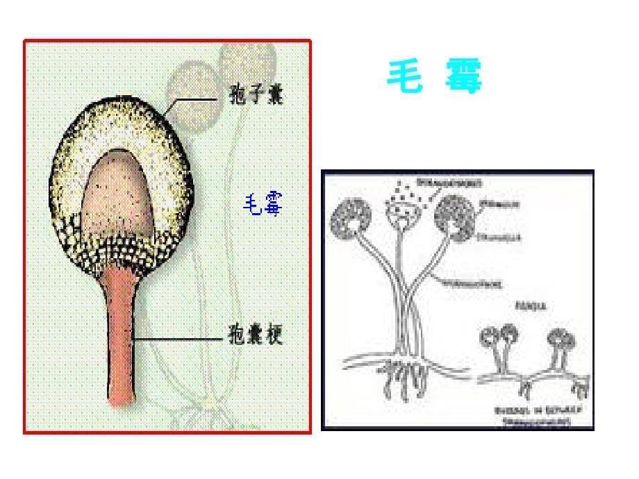 腐乳的制作 演示文稿_第5页