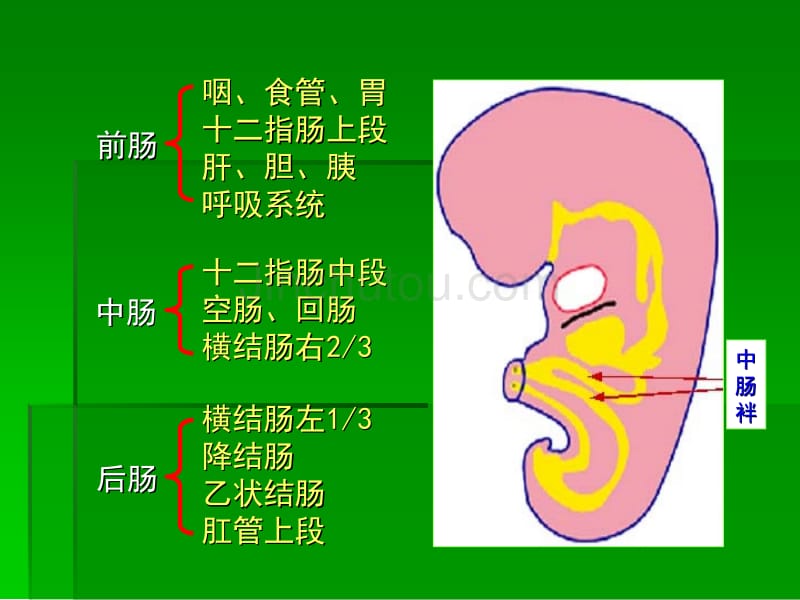 人体组织学与胚胎学欢迎访问牡丹江医学院主页_第3页