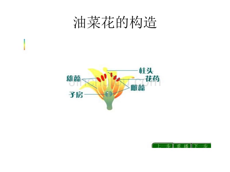 四年级下期科学 花的构造(课件)_第2页