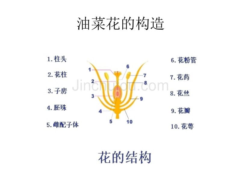 四年级下期科学 花的构造(课件)_第3页