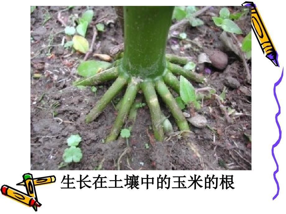 [初中教育]七年级生物 植物生长需要的水和无机盐 课件浙教版_第5页