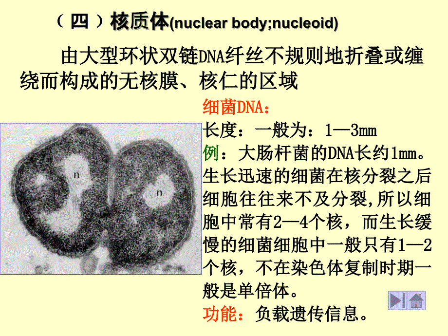 基础微生物学课件6、核质体_第1页