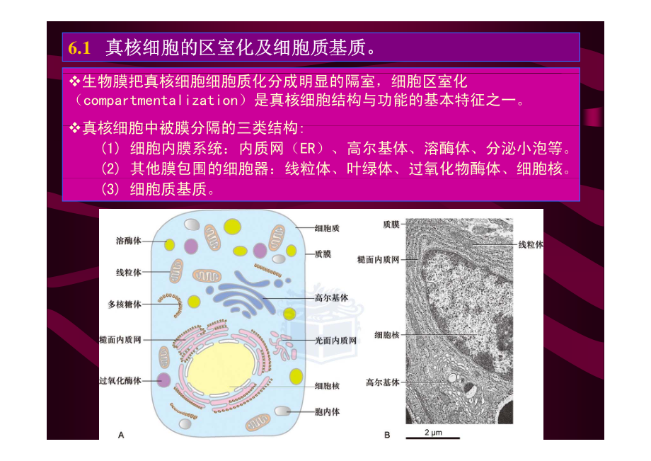 [医学]第6章 细胞内膜系统_第2页