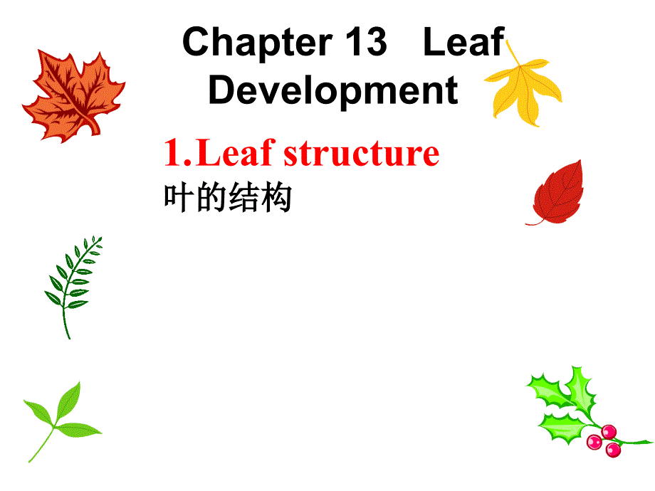 [农学]13Leave发育生物学_第4页