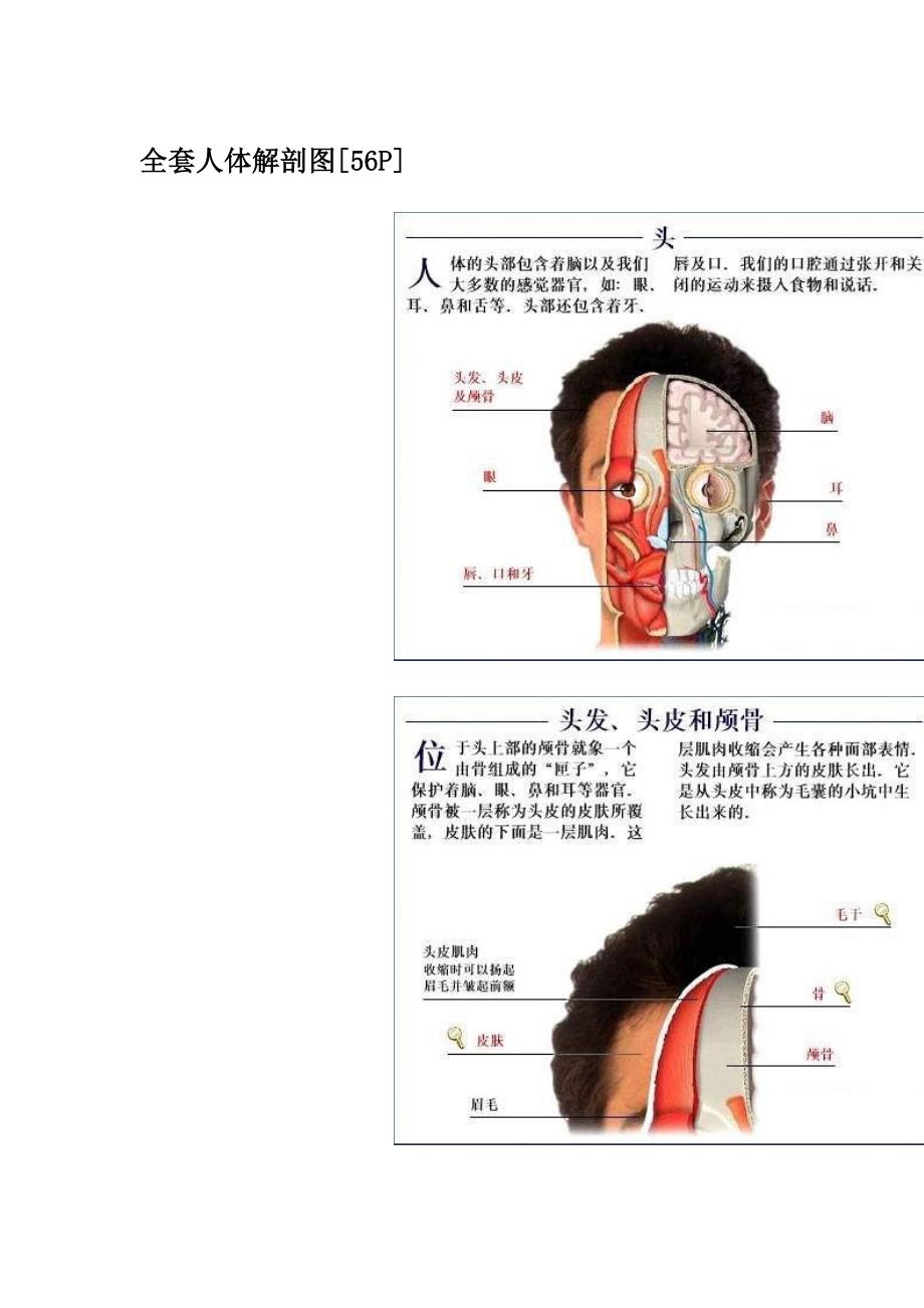 [基础医学]1986制作 全套人体解剖图谱56P_第1页