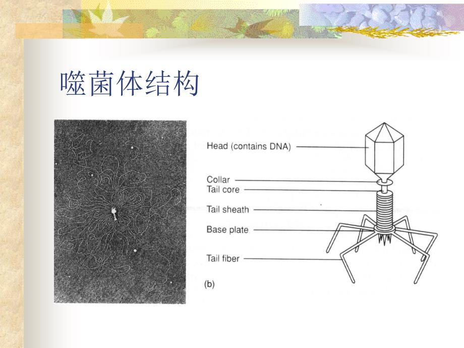 实验四 细菌转导_第4页