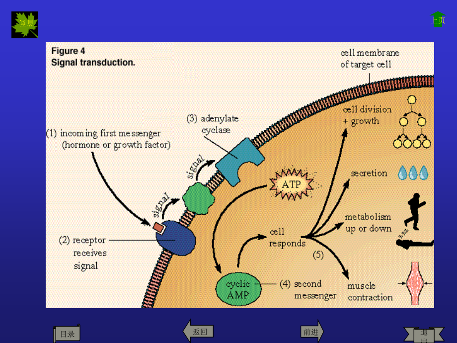 信号转导请问1作用机理_第2页