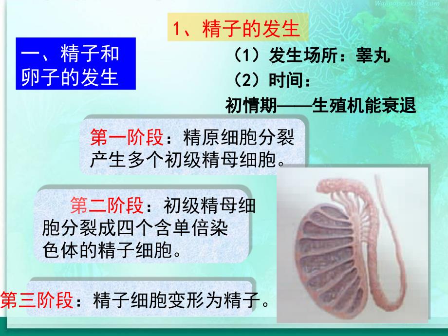 毕业答辩ppt模板-苏州大学文正学院_第4页