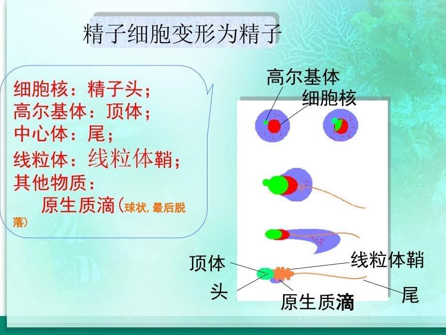 毕业答辩ppt模板-苏州大学文正学院_第5页