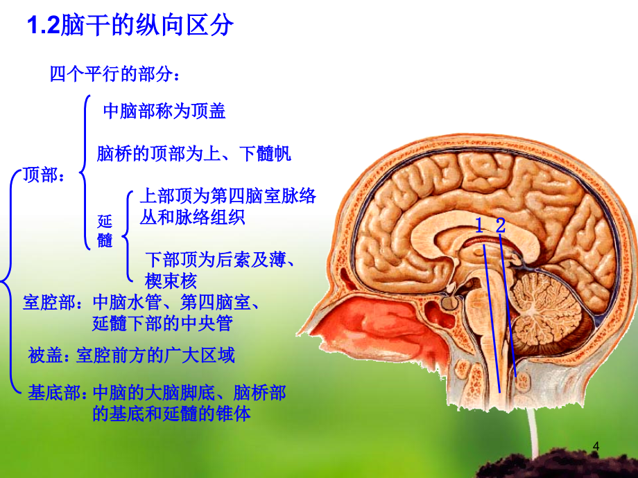 脑干生理及常见病损_第4页