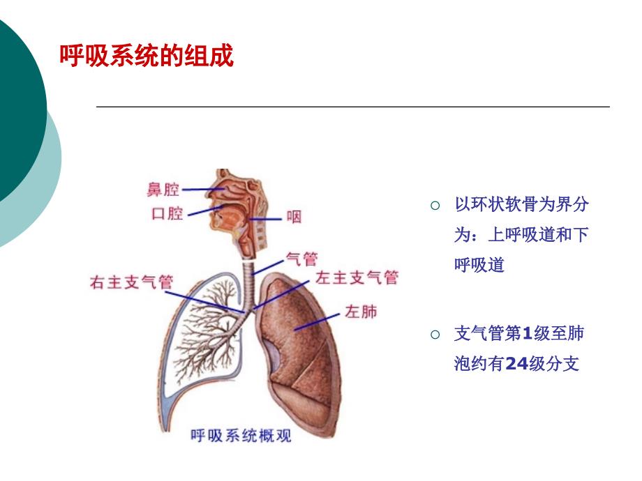 乙酰半胱氨酸在呼吸系统疾病应用_第4页
