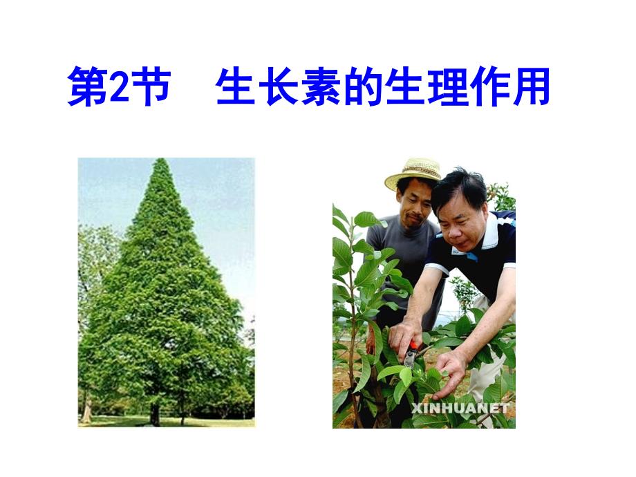 高中生物：生长素的生理作用_第1页