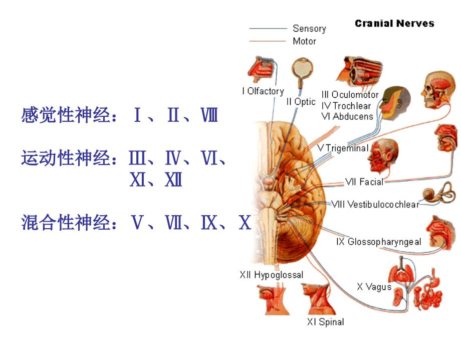 脑神经传导通路_第4页