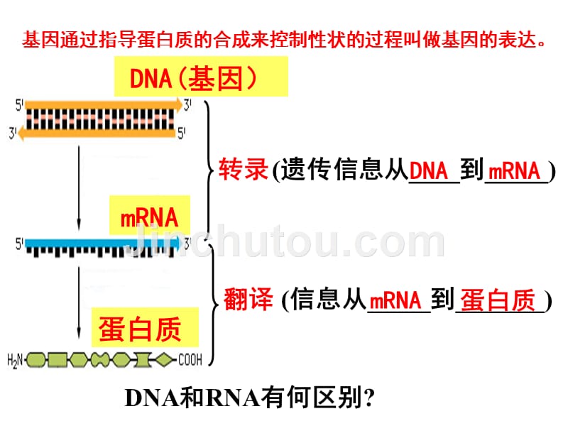 [理学]基因指导蛋白质的合成第一课时_第1页