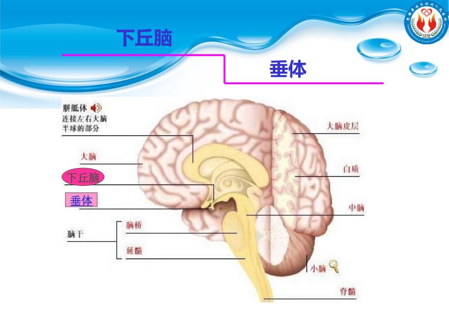 甲状腺功能检验_第4页