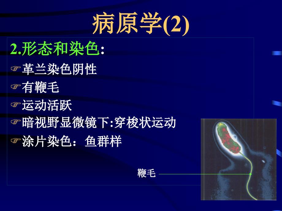 《传染病学》课程教学霍乱_第3页