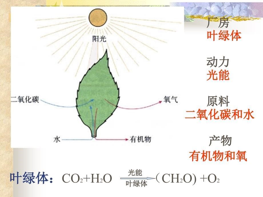 生物：5.4《能量之源——光与光合作用》课件(17)(新人教版必修1)_第5页