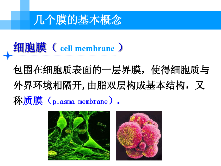 《细胞生物学》细胞膜_第2页