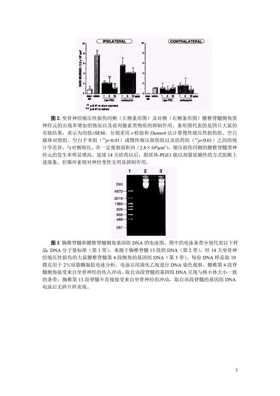 前列腺素e1阻止大鼠脊髓背侧角表面神经细胞凋亡_第5页