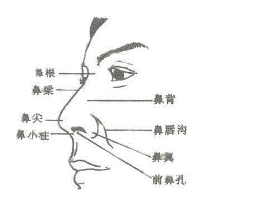 鼻子的结构与功能_第5页