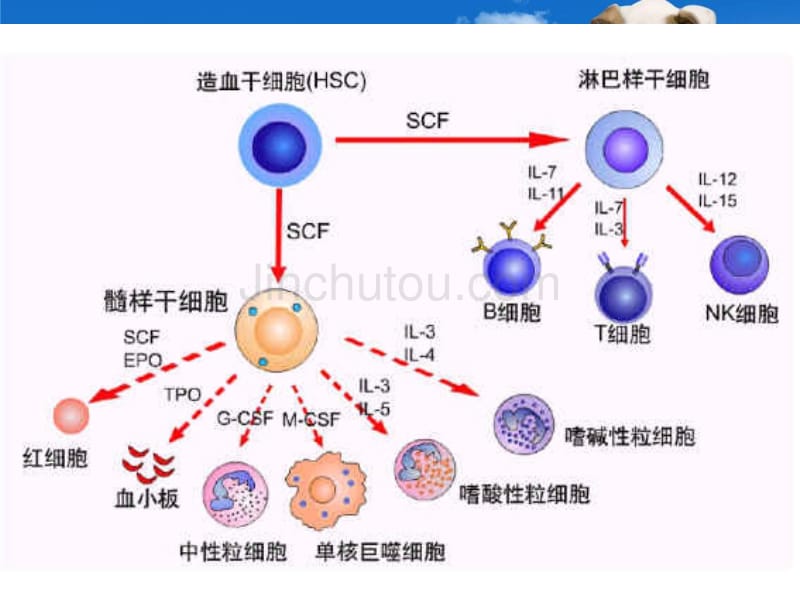 血液一般检验RBC+HB+RET+ESR_第3页