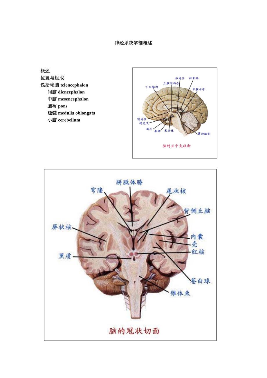 神经外科解剖+意识评分_第1页