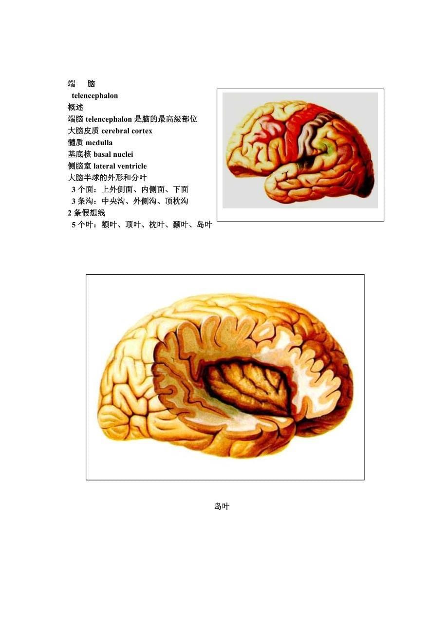 神经外科解剖+意识评分_第5页