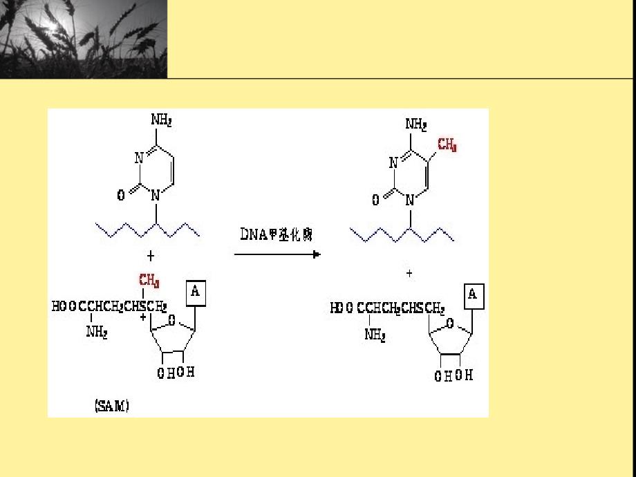 特定dna 片段甲基化检测方法_第3页