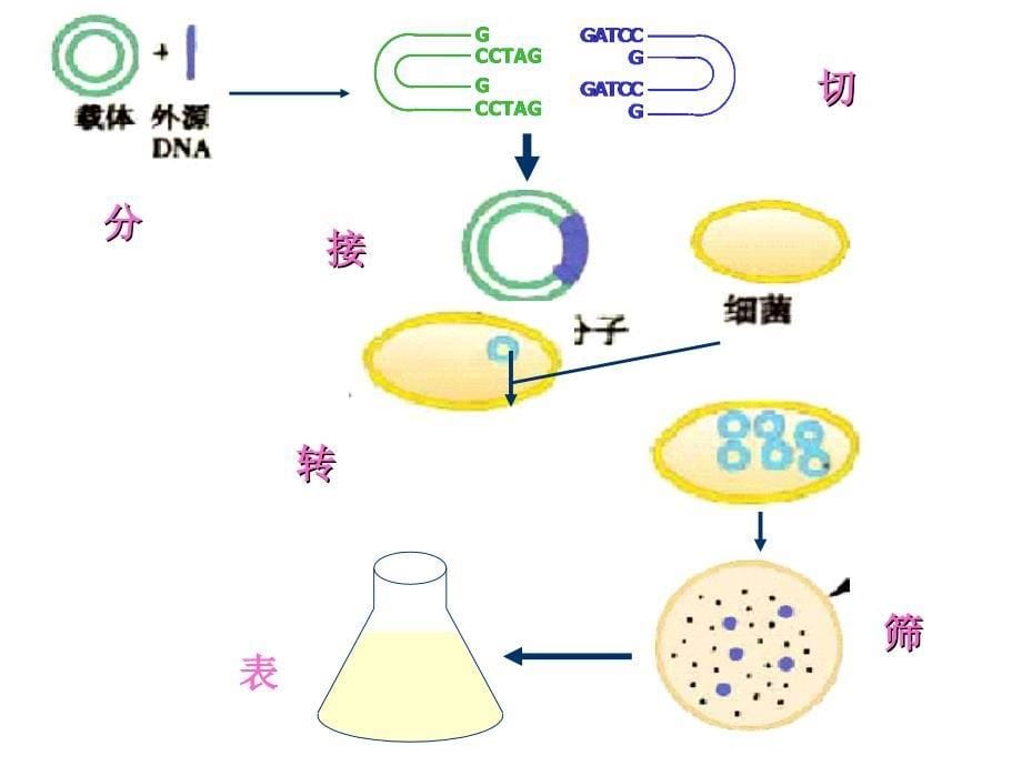 [理学]七年制和研究生基因工程_第5页