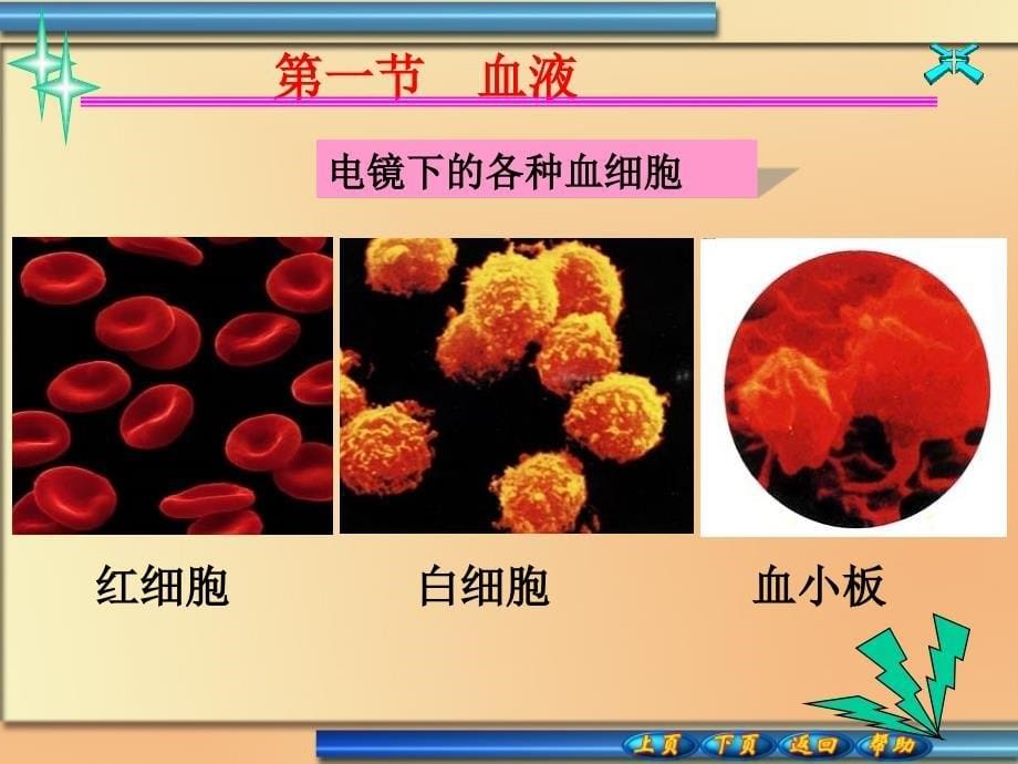 血液流变学电子教案3-1、2_第5页